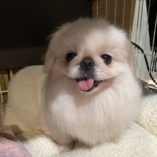 ふわふわ甘えん坊のペキニーズ♀リンちゃん