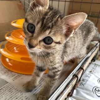 ありがとうございました★可愛いひらりちゃん