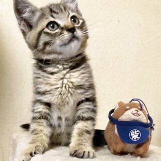 甘えん坊キジトラ君！激甘フェイス約２ヶ月