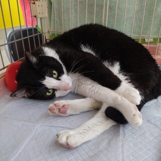 60才以上応募可です☆人が大大好き甘えん坊ポンくん