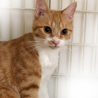 【6/5東日本橋】抱っこOKまだ子猫♡シュガくん