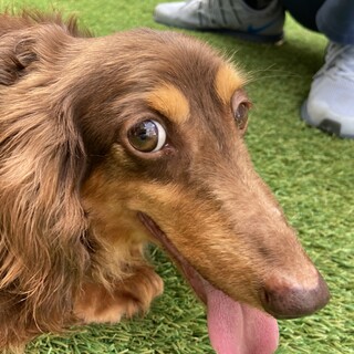 Mダックス女の子