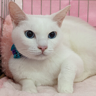 【6/5東日本橋】抱っこで甘える♡なもんくん