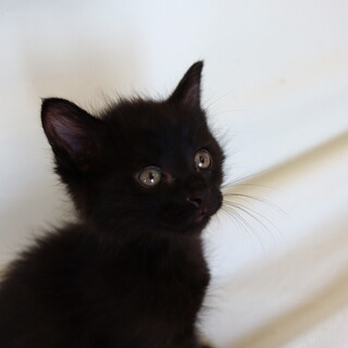 おひざ大好き子熊ちゃんみたいな黒くん