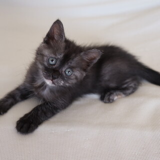 丸顔でアゴが白いのが愛らしいグレーマーブルちゃん