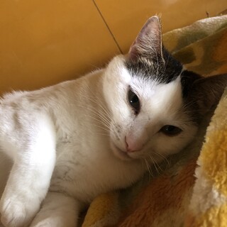 ありがとうございました★甘えん坊の雉白くん