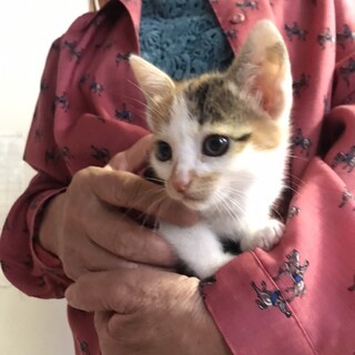 ありがとうございました★ボブテールミケちゃん