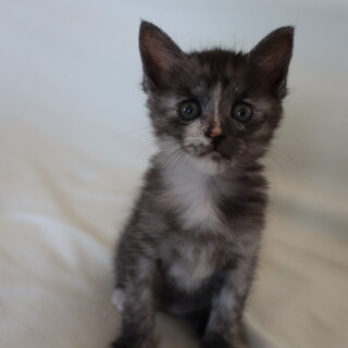 お鼻のシロがチャームポイントグレーマーブルちゃん