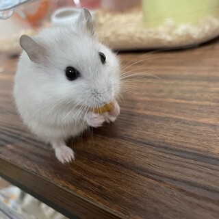 パールホワイトハムスター 男の子