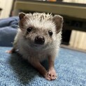 ヨツユビハリネズミ