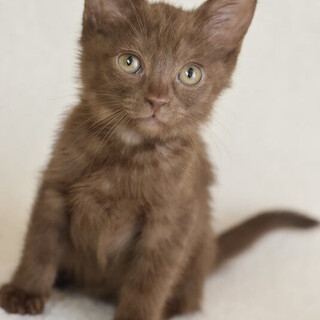 チョコレートいろのカシャちゃん