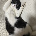 元気で甘えん坊ハチワレ君