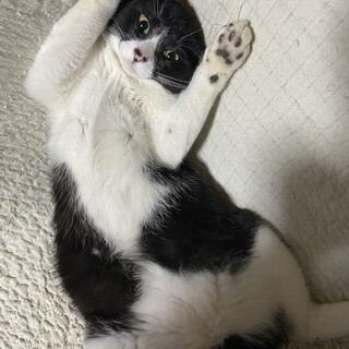 元気で甘えん坊ハチワレ君