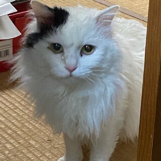 里親さま宅に現れた長毛こう君