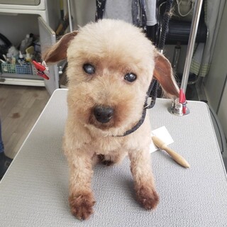 プードル(タイニー) 女の子　うさこちゃん