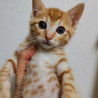 甘えん坊の性格はなまる茶トラくん　a