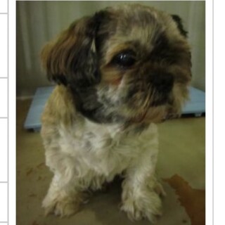 飼い主さんのお迎えがありました。