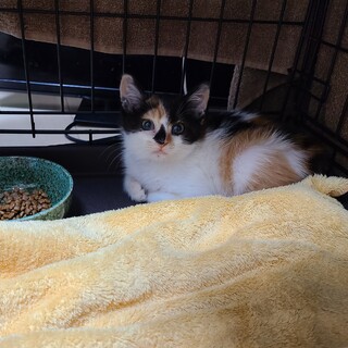 甘えん坊な三毛猫☆