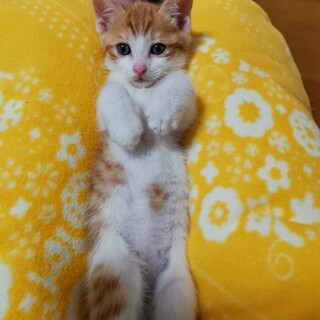 茶白のイケメン　淡路島で待ってるよ　e