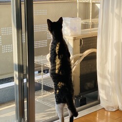 鳥を見ているのかな？