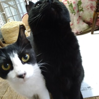 仲良しコンビです！一緒に家族に迎えてください。