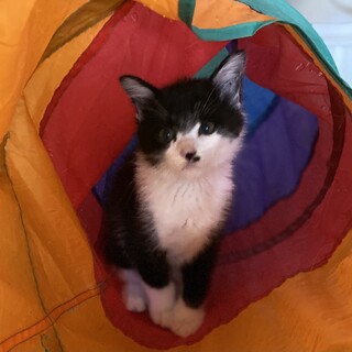 元気いっぱい。可愛い、可愛い。マーボ♂こねこ