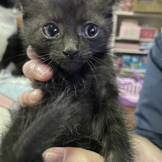 黒しまニャンコのシーサー君