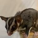 フクロモモンガ　2才男の子