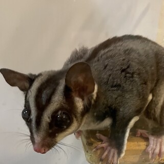 フクロモモンガ　2才男の子