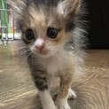 ミケねこちゃんの里親さんを募集します。