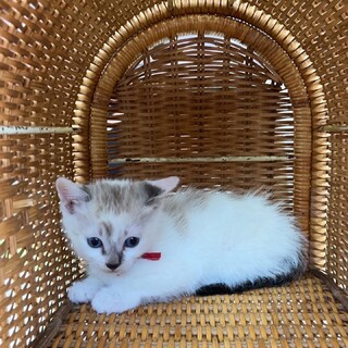 里親さま決まりました。