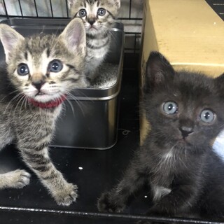 急募！赤ちゃん猫⭐︎人懐っこいキジオスちゃん