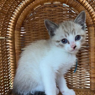 里親さま決まりました☆