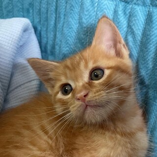 甘えん坊のイケニャン キラくん