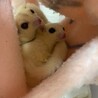 こめもち