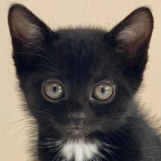 6/5　譲渡会参加予定☆おまめちゃん