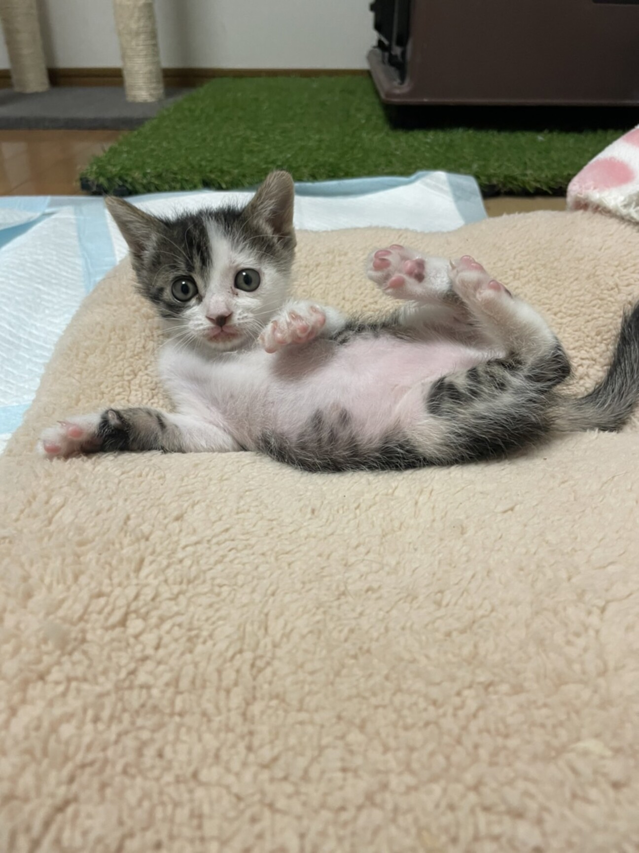 ミルク大好き ちくわちゃ 大阪府 猫の里親募集 ペットのおうち 月間利用者150万人