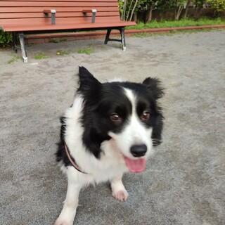 とても懐かしいワンちゃんです。