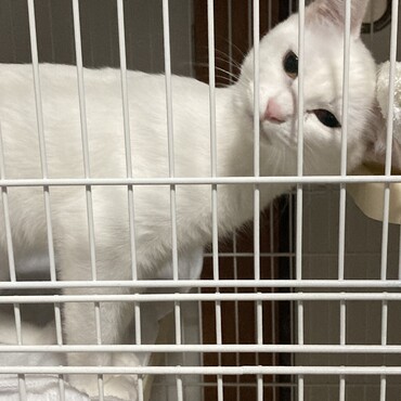 まだ先住猫との相性がわからないため、しばらくはケージです。