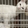 まだ先住猫との相性がわからないため、しばらくはケージです。