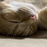 にとろ12