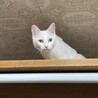 自作キャットウォークに乗るユキ