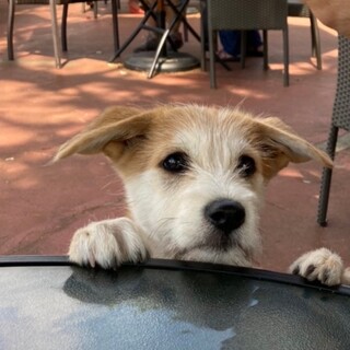 人も犬も大好きなデイジーちゃん