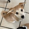 人も犬も大好きなデイジーちゃん サムネイル2