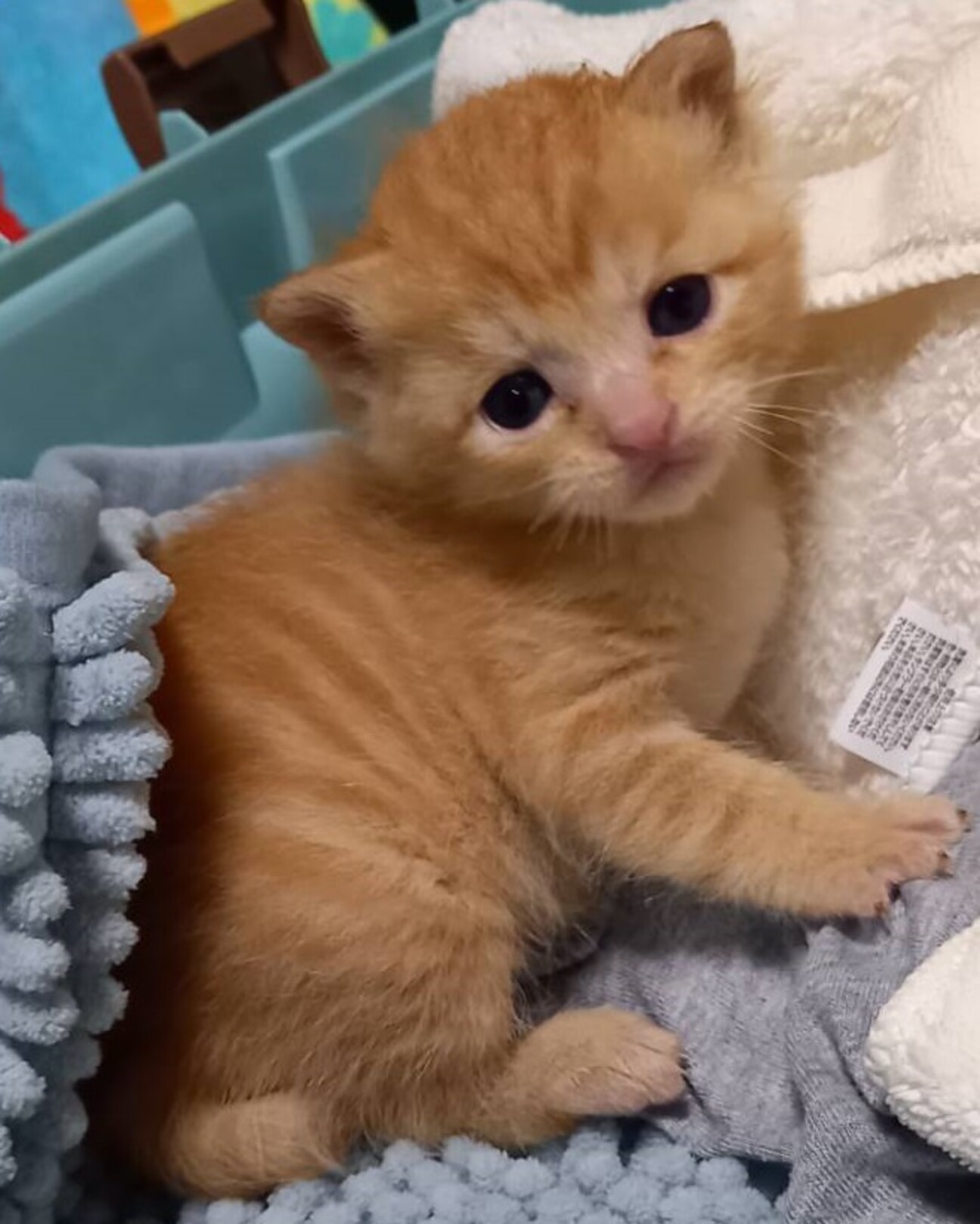 ふんばり親子猫 茶トラ maxresdefault.jpg