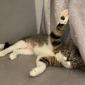 ぷくぷくお手て♀ぼたんちゃん