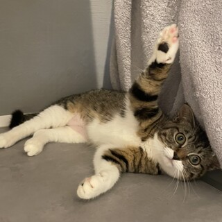 ぷくぷくお手て♀ぼたんちゃん