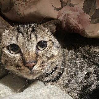 急募‼️キジトラ1歳半ソラくん