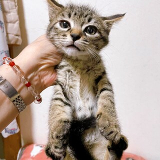 少しびびりの助、キジトラ　寅次君♡