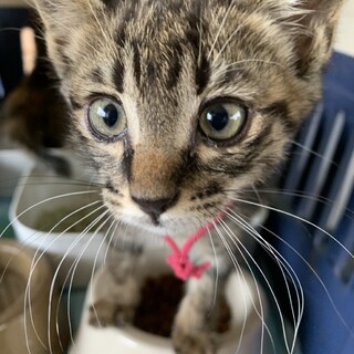 好奇心旺盛なシャル君